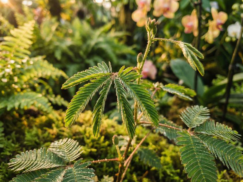 91含羞草纪录片